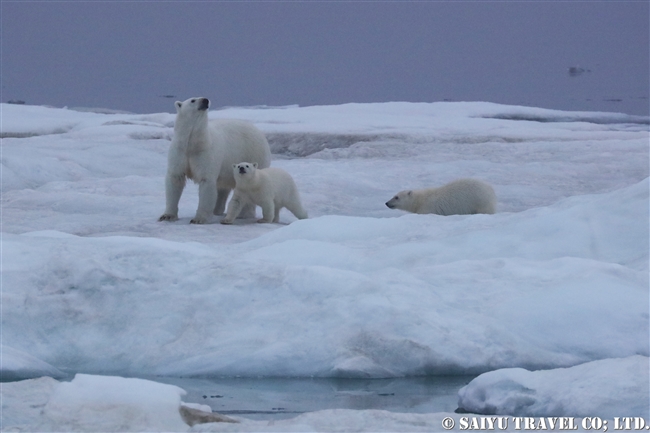 ウランゲリ島　ホッキョクグマの親子　Wrangel Island Polar Bear (4)