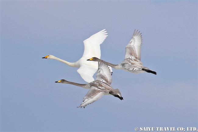 オオハクチョウ　Whooper Swan 2