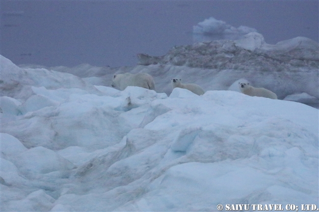 ウランゲリ島　ホッキョクグマの親子　Wrangel Island Polar Bear (9)