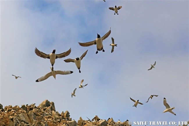 ハシブトウミガラス　Brunnich's Guillemot Thick-billed Murre ベーリング海 (5)