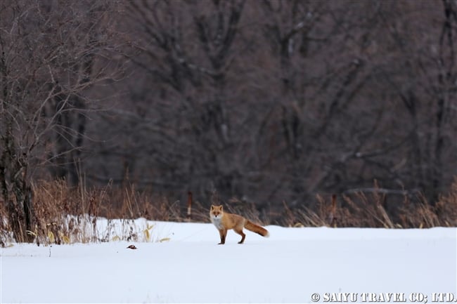 キタキツネ Ezo red fox