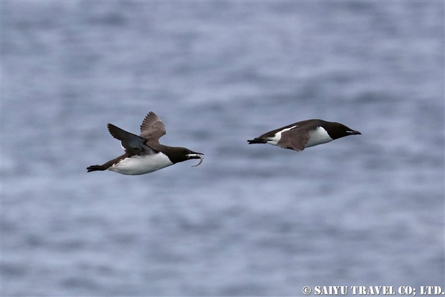 ハシブトウミガラス　Brunnich's Guillemot Thick-billed Murre ベーリング海 (2)