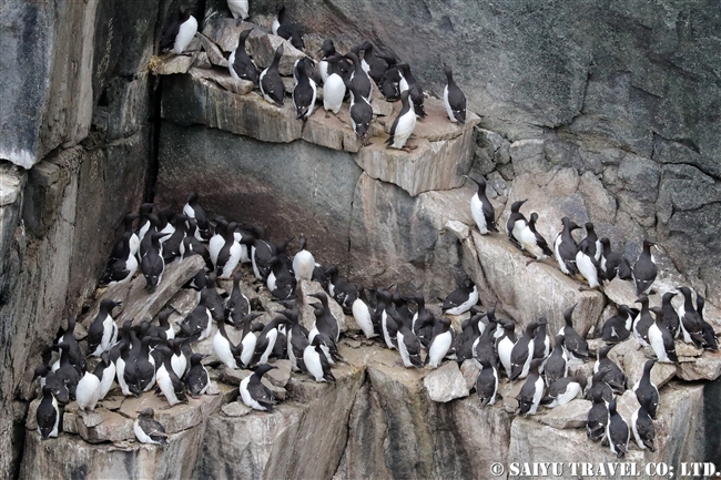 ハシブトウミガラス　Brunnich's Guillemot Thick-billed Murre ベーリング海 (10)