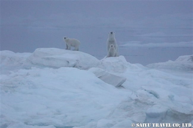 ウランゲリ島　ホッキョクグマの親子　Wrangel Island Polar Bear (14)