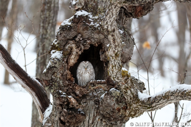 エゾフクロウ　Ural Owl (1)