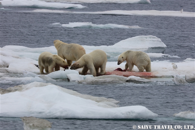 ウランゲリ島　ホッキョグマ　セイウチ Wrangel Island Polar Bear (7)