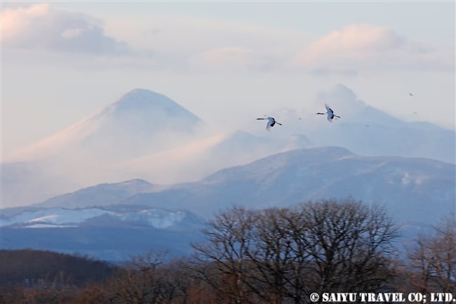 ねぐらへ向かうタンチョウ　Red-crowned Crane (2)