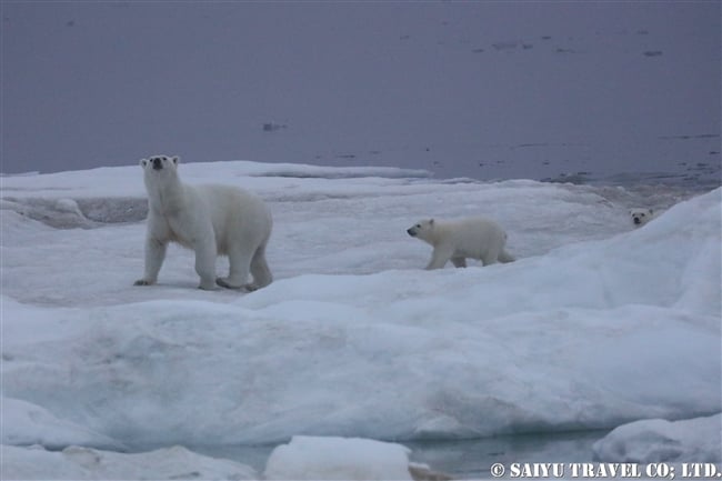 ウランゲリ島　ホッキョクグマの親子　Wrangel Island Polar Bear (3)