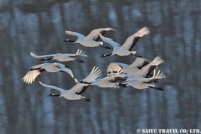ねぐらへ向かうタンチョウ　Red-crowned Crane (6)