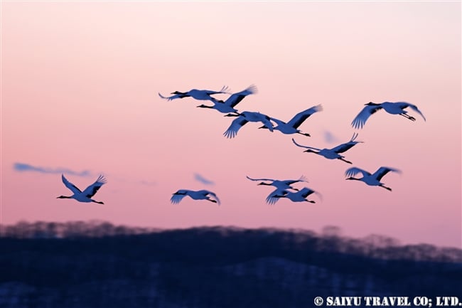 ねぐらへ向かうタンチョウ　Red-crowned Crane (13)