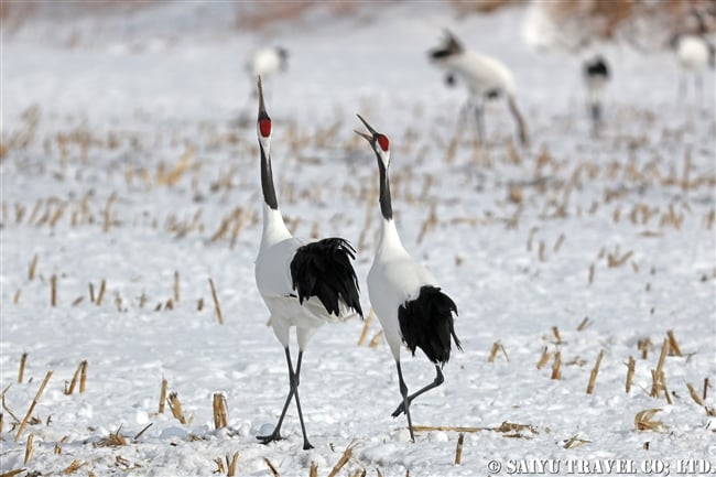 タンチョウ Red-crowned Crane 釧路湿原 (6)