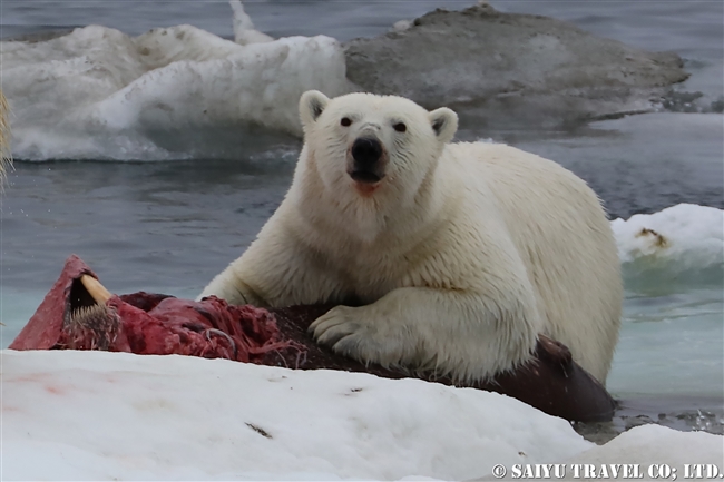 ウランゲリ島　ホッキョグマ　セイウチ Wrangel Island Polar Bear (4)