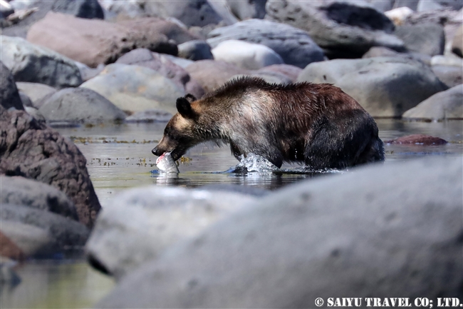 羅臼　知床半島　ヒグマ　Ezo Brown Bear (1)