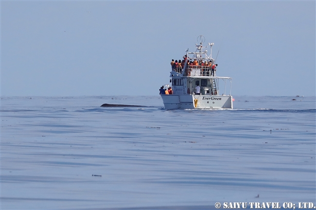 羅臼 マッコウクジラ Sperm whale ホエールウォッチング (1)