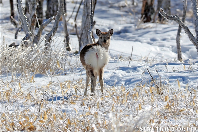 雨氷　野付半島　Ezo Sika Deer (1)