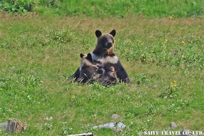 ヒグマの親子　知床半島 (6)