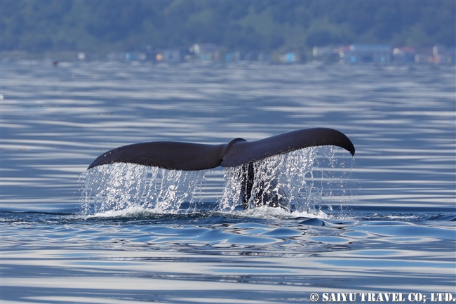羅臼 マッコウクジラ Sperm whale ホエールウォッチング (16)