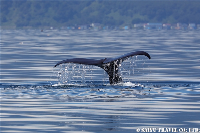 羅臼 マッコウクジラ Sperm whale ホエールウォッチング (17)