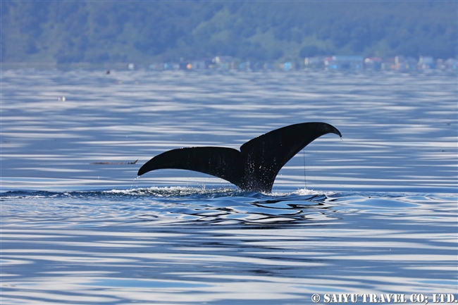 羅臼 マッコウクジラ Sperm whale ホエールウォッチング (19)