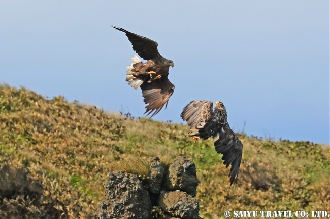 知床半島　オジロワシ　White-tailed Eagle (2)