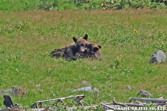 ヒグマの親子　知床半島 (22)