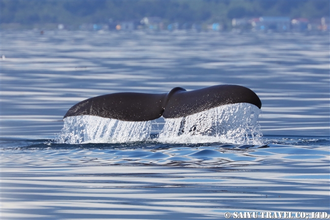 羅臼 マッコウクジラ Sperm whale ホエールウォッチング (15)
