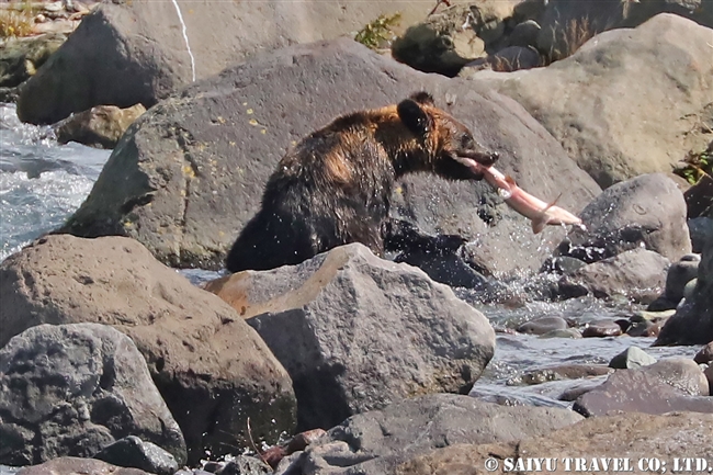 岩尾別川 | ワイルドライフ Wildlife ～世界の野生動物観察日記～