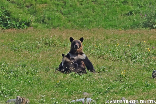 ヒグマの親子　知床半島 (8)