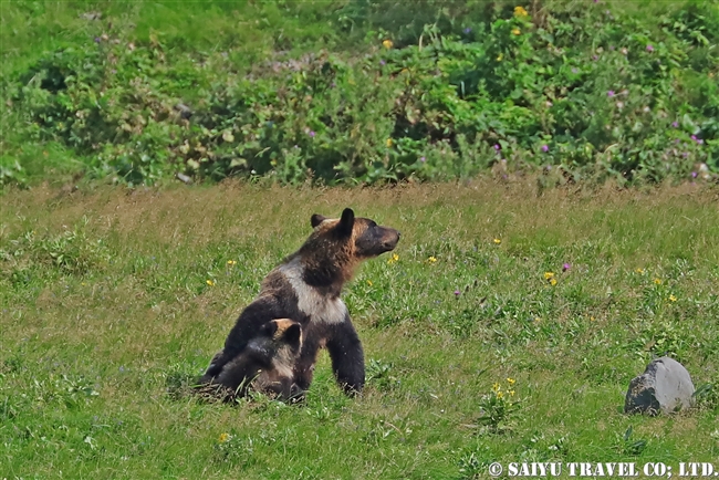 ヒグマの親子　知床半島 (12)