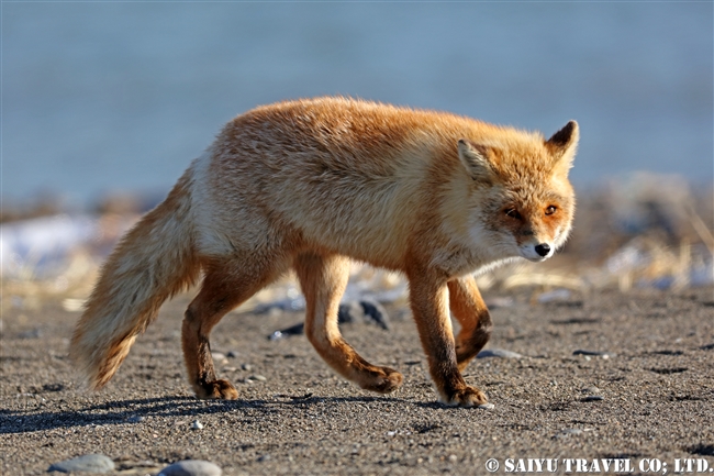 キタキツネ Ezo Red Fox 野付半島 (4)