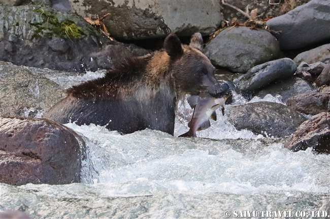 羅臼　知床半島　ヒグマ　Ezo Brown Bear (10)