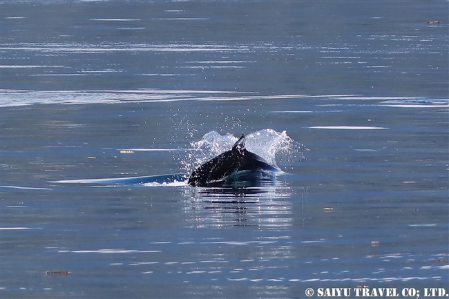 羅臼 イシイルカ Dall's Porpoise (5)