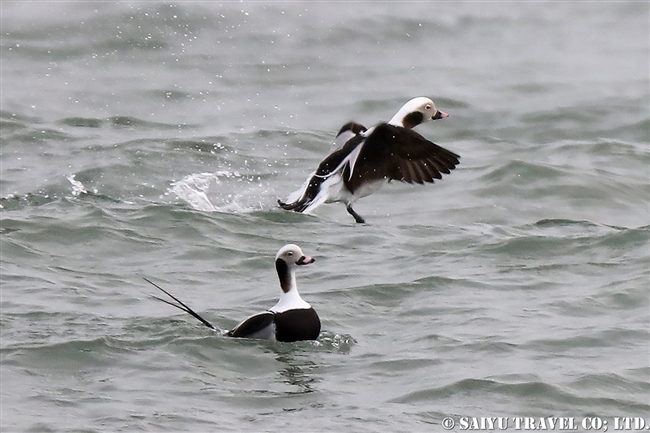 コオリガモ　Long-tailed Duck 野付半島 (5)