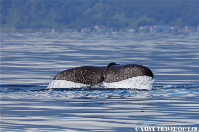羅臼 マッコウクジラ Sperm whale ホエールウォッチング (14)