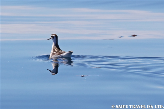 アカエリヒレアシシギ Red-necked phalarope 羅臼 (1)