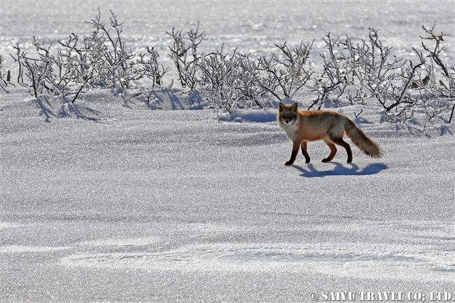 キタキツネ Ezo Red Fox 野付半島 (2)