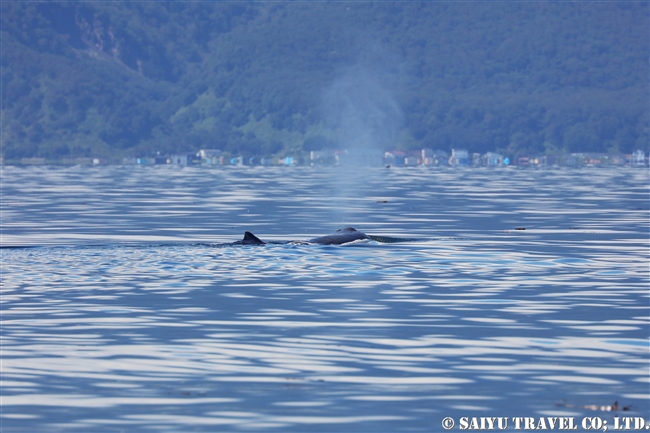 羅臼 マッコウクジラ Sperm whale ホエールウォッチング (11)