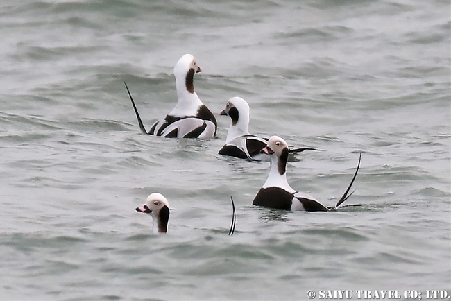 コオリガモ　Long-tailed Duck 野付半島 (6)