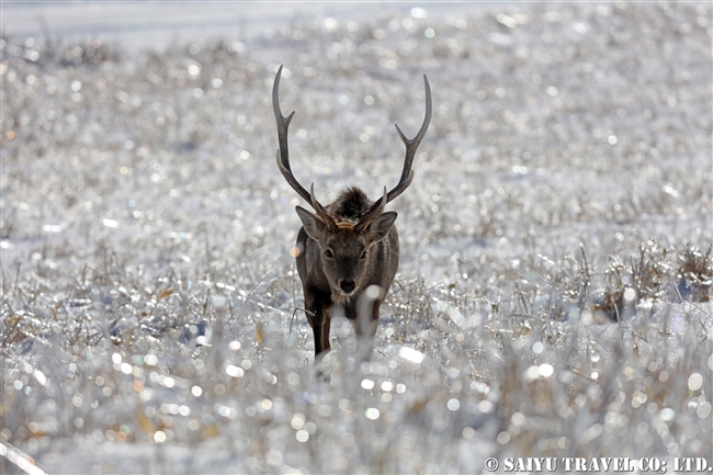 雨氷　野付半島　Ezo Sika Deer (3)