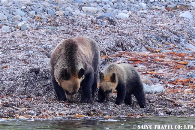 羅臼　知床半島　ヒグマ　Ezo Brown Bear (17)