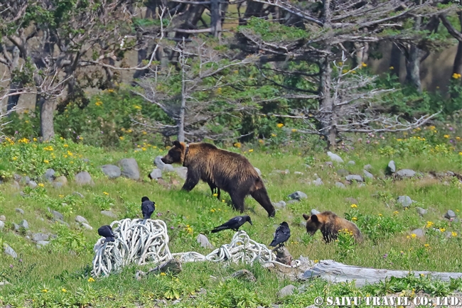 ヒグマの親子　知床半島 (15)