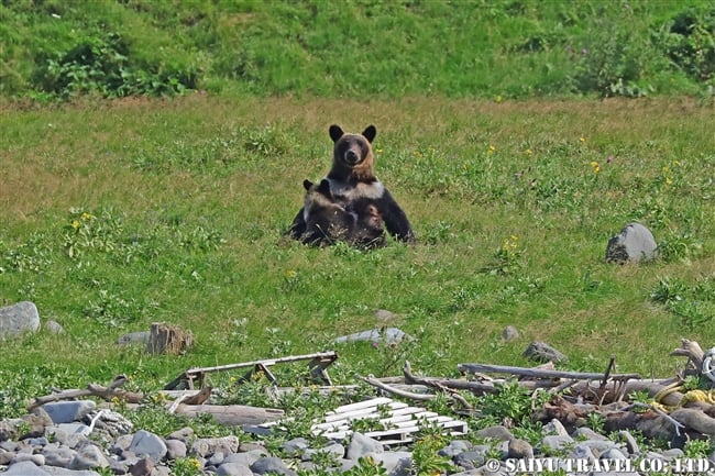 ヒグマの親子　知床半島 (7)