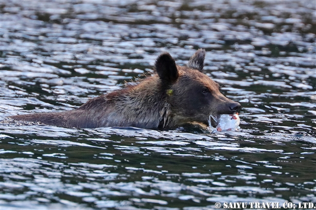 羅臼　知床半島　ヒグマ　Ezo Brown Bear (14)