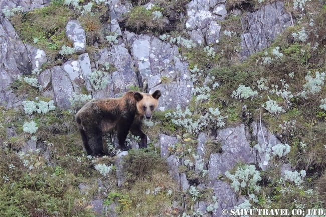 羅臼　知床半島　ヒグマ　Ezo Brown Bear (22)