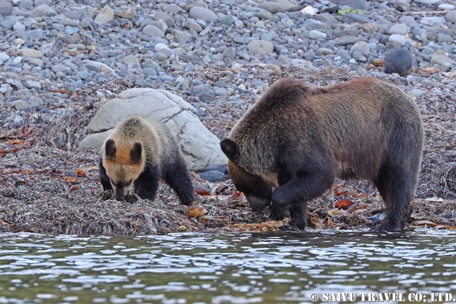 羅臼　知床半島　ヒグマ　Ezo Brown Bear (19)