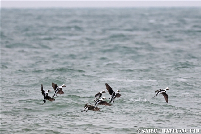 コオリガモ　Long-tailed Duck 野付半島 (8)