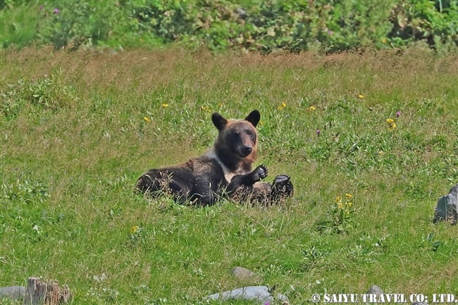 ヒグマの親子　知床半島 (21)