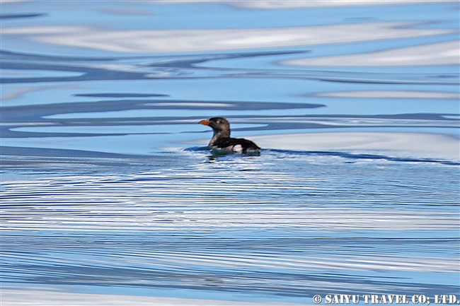 ウトウ Rhinoceros Auklet