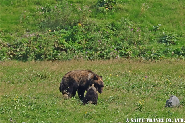 ヒグマの親子　知床半島 (13)