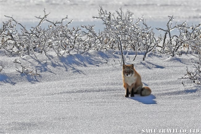 キタキツネ Ezo Red Fox 野付半島 (1)